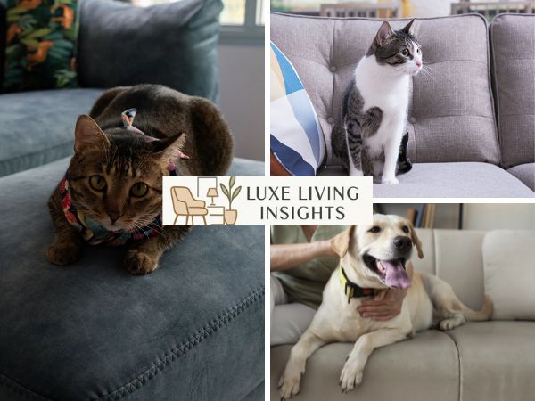 pet friendly luxury fabrics